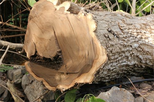 arbre et sculpteur 051