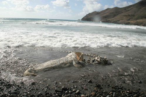 baleine Hakamoui