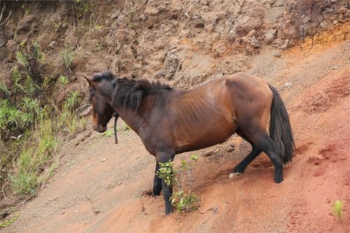 chasse Hautea 3