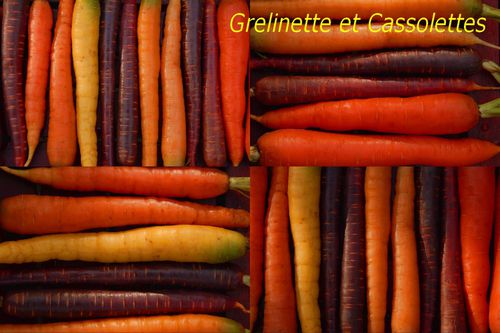 carottecolorsJMG2T.jpg