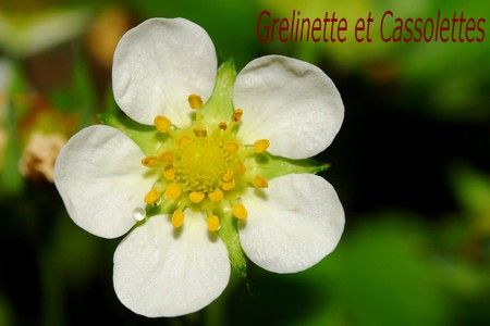 Fleur-FraisierT.jpg
