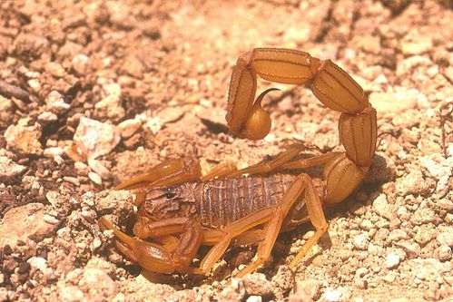 scorpion-buthus-occitanus.jpg