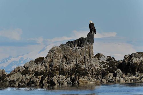 053 AIGLE-(BALD EAGLE)