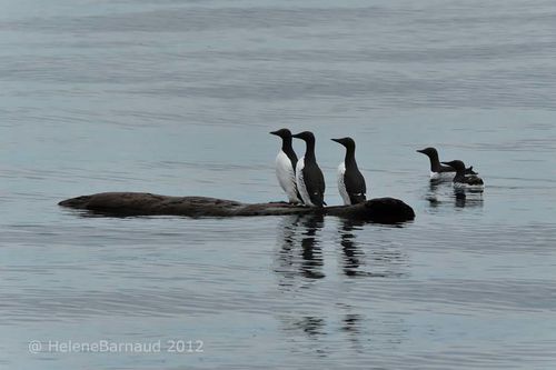 072 GUILLEMOT DE TROIL