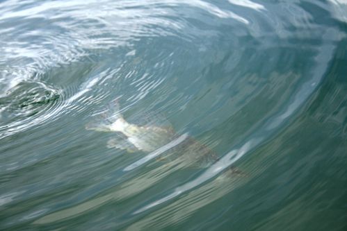Release brochet