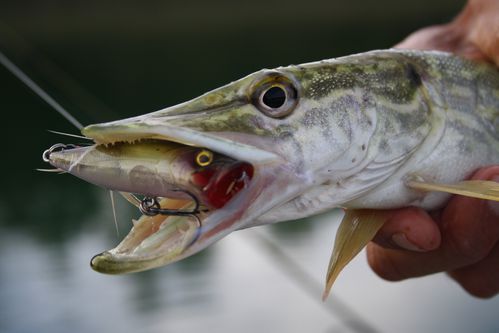brochet-au-popper.jpg
