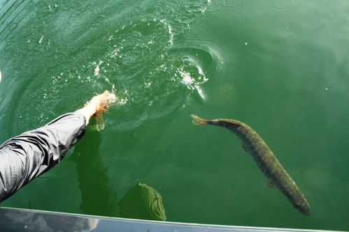 relache-broc--juin-2011.jpg