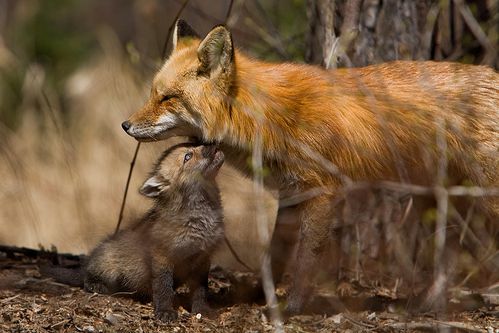 001 Renards(01)