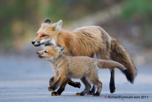 001 Renards(08)