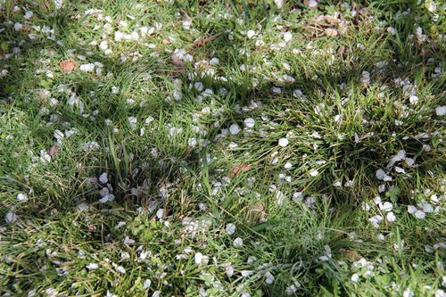 Amandiers en fleurs dans le jardin (20)