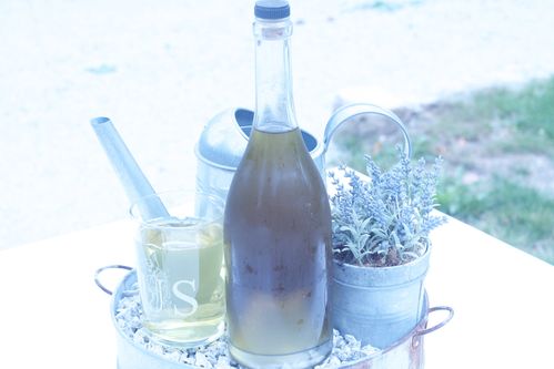 sirop agastache