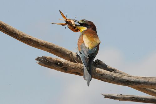 F12_2750.JPG