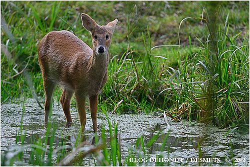 cerf2-42-border.jpg