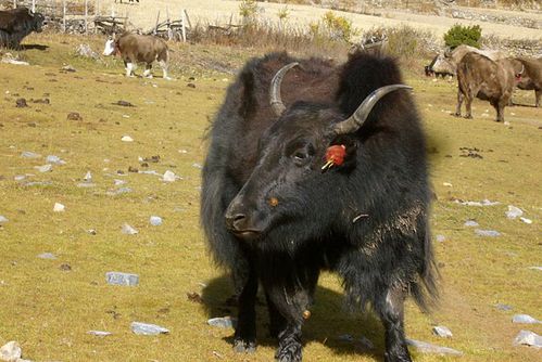 nepal- Yack2