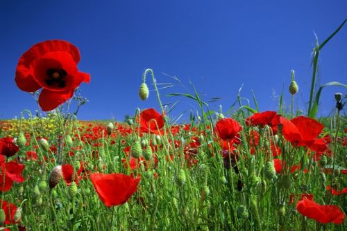 coquelicot