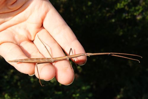 Phasme gaulois, Phasmatodea - SABLE EMOUVANT