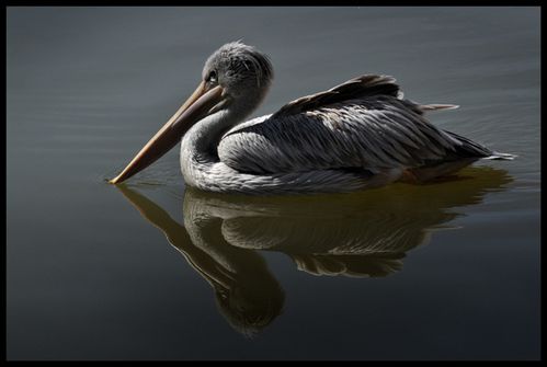 pelican gris florence dellerie