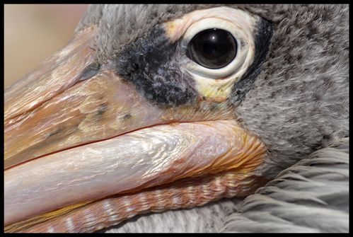 pelican gris oeil florence dellerie