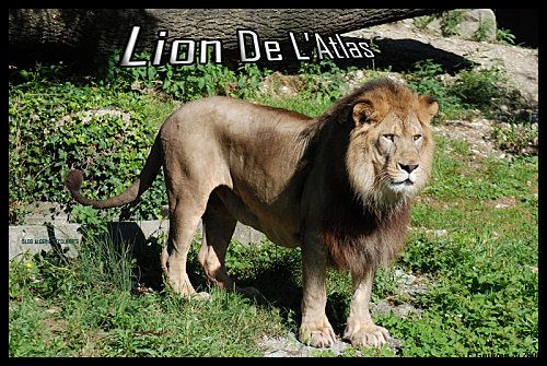 lion-algerie-jpg