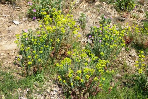 2013-04-18 Roquebrune - la Garonnette-027