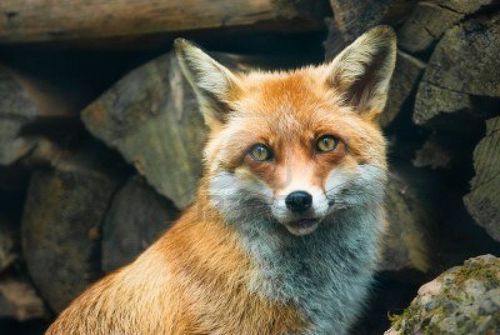001 Renards(23)