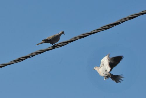 Pigeon.jpg