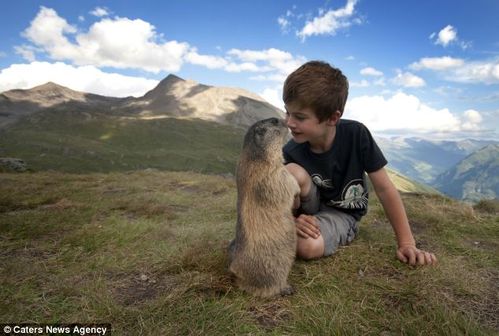Marmotte 3