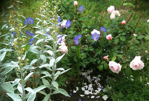 rosier winchester cathédral, géranium rozanne et armoise