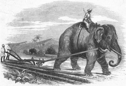 éléphant préparation plantation 1851