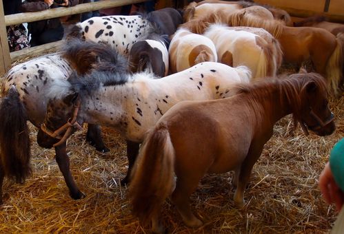 mini-chevaux.JPG