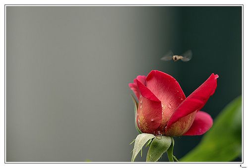 2548232985_8fa6d2ae9a.jpg
