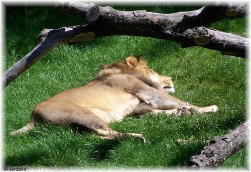 rm-pb-parc-tete-d-or-lion-de-l-atlas-en-pleine-sieste.jpg
