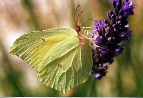 citron_sur_lavande citron_sur_lavande