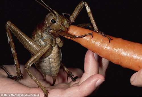 RTEmagicP weta-carotte mark moffett-minden-solent txdam2630