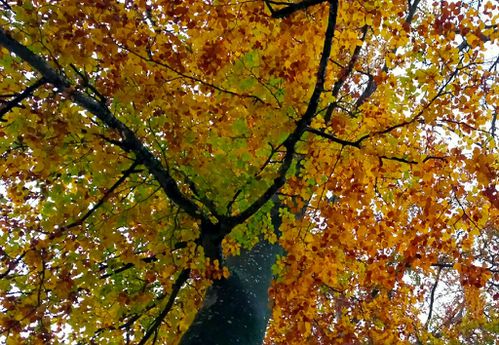 automne-sous-l-arbre.jpg