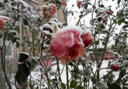 rosa bonica neige2