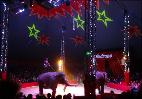 elephants-medrano-cirque.jpg