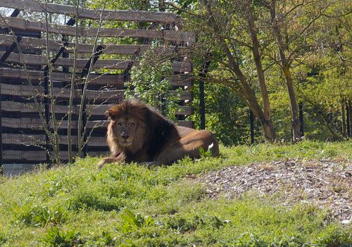 lion-parc-zoologique-vincennes-zoo.JPG