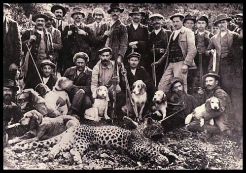 leopard-chasse.jpg