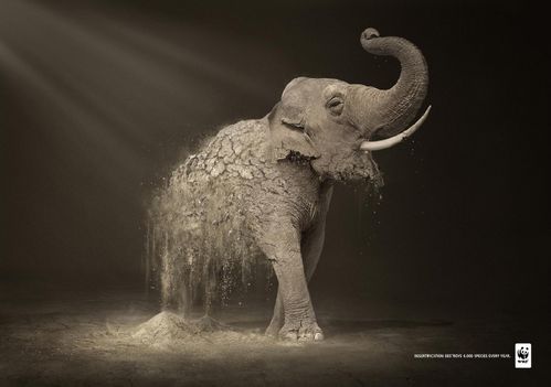 wwf-publicite-elephant.jpg