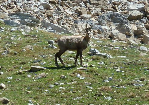 2011-06-28-Mont Pelat-26