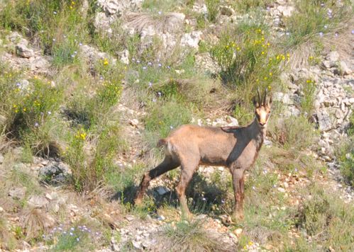 chamois10.jpg