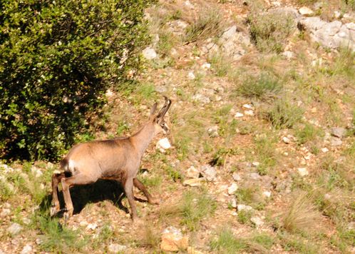 chamois2.jpg