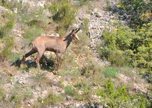 chamois9.jpg