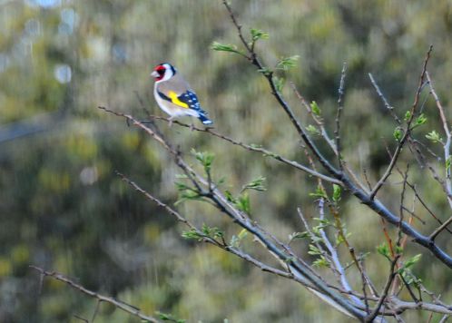nature-7529.jpg