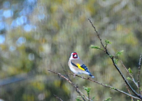 nature-7531.jpg