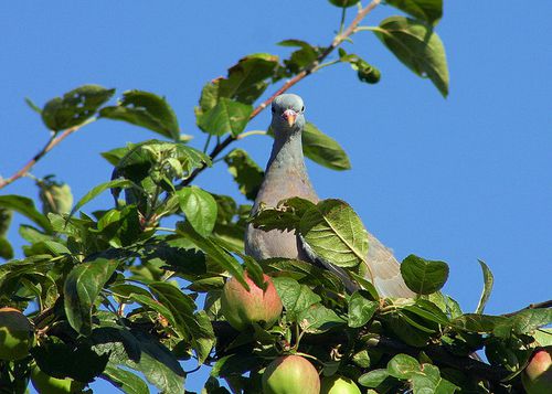 pigeon-apple.jpg