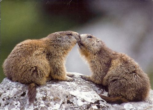 marmotes-Camarildo-0005.jpg