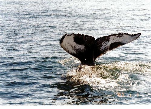baleine-portland