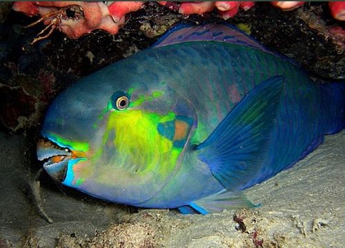 poisson perroquet eilat